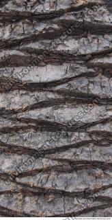 Photo Texture of Tree Bark 0001